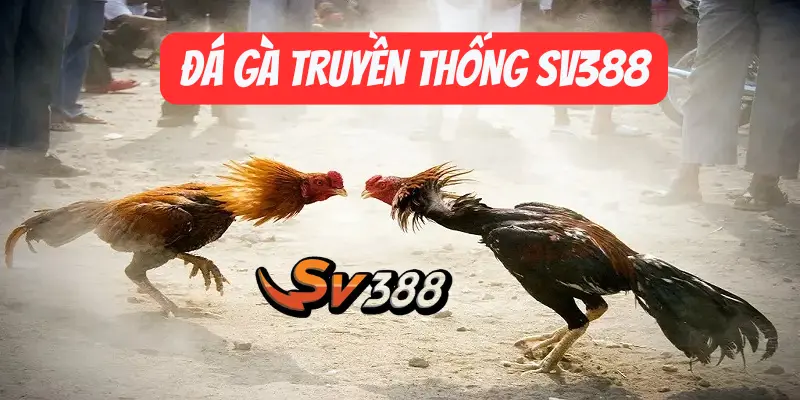 Tìm Hiểu Cách Chơi Đá Gà Truyền Thống SV388 Hiệu Quả