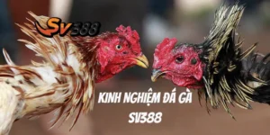 Khám Phá Kinh Nghiệm Đá Gà SV388 Tuyệt Vời Từ Cao Thủ